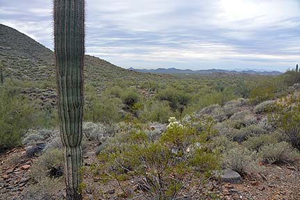 Cave Creek Regional Park, January 26, 2015